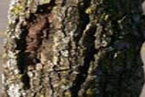 Bark Splits Bark Splits