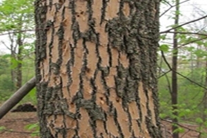 Bark Peeling Bark Peeling