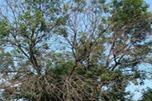 Branch Dieback Branch Dieback