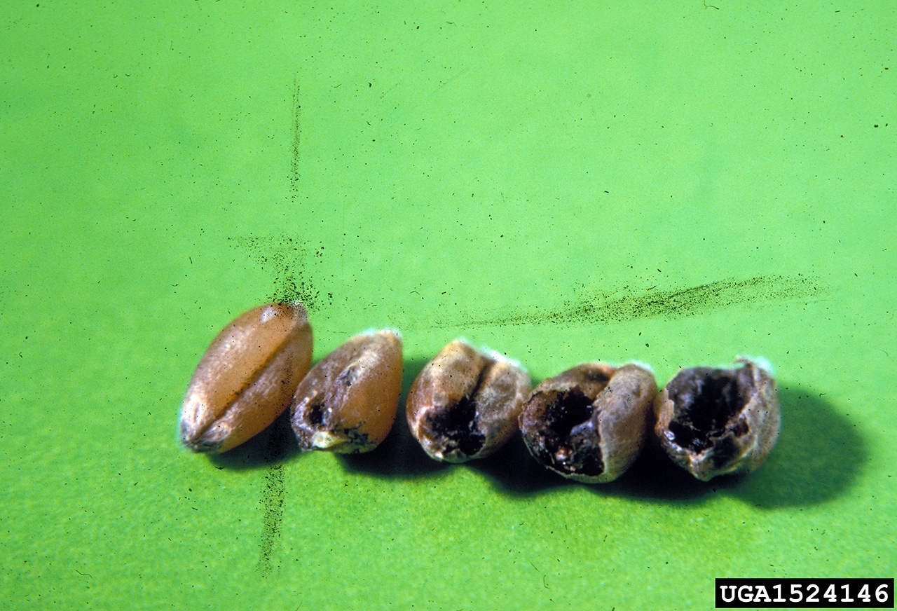 Wheat kernels and bunted wheat kernels caused by Tilletia indica.