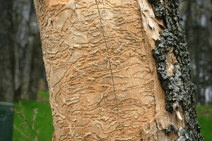 Larva Damage (S-shape) Larva Damage (S-shape)