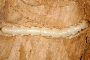 Larva Larva
