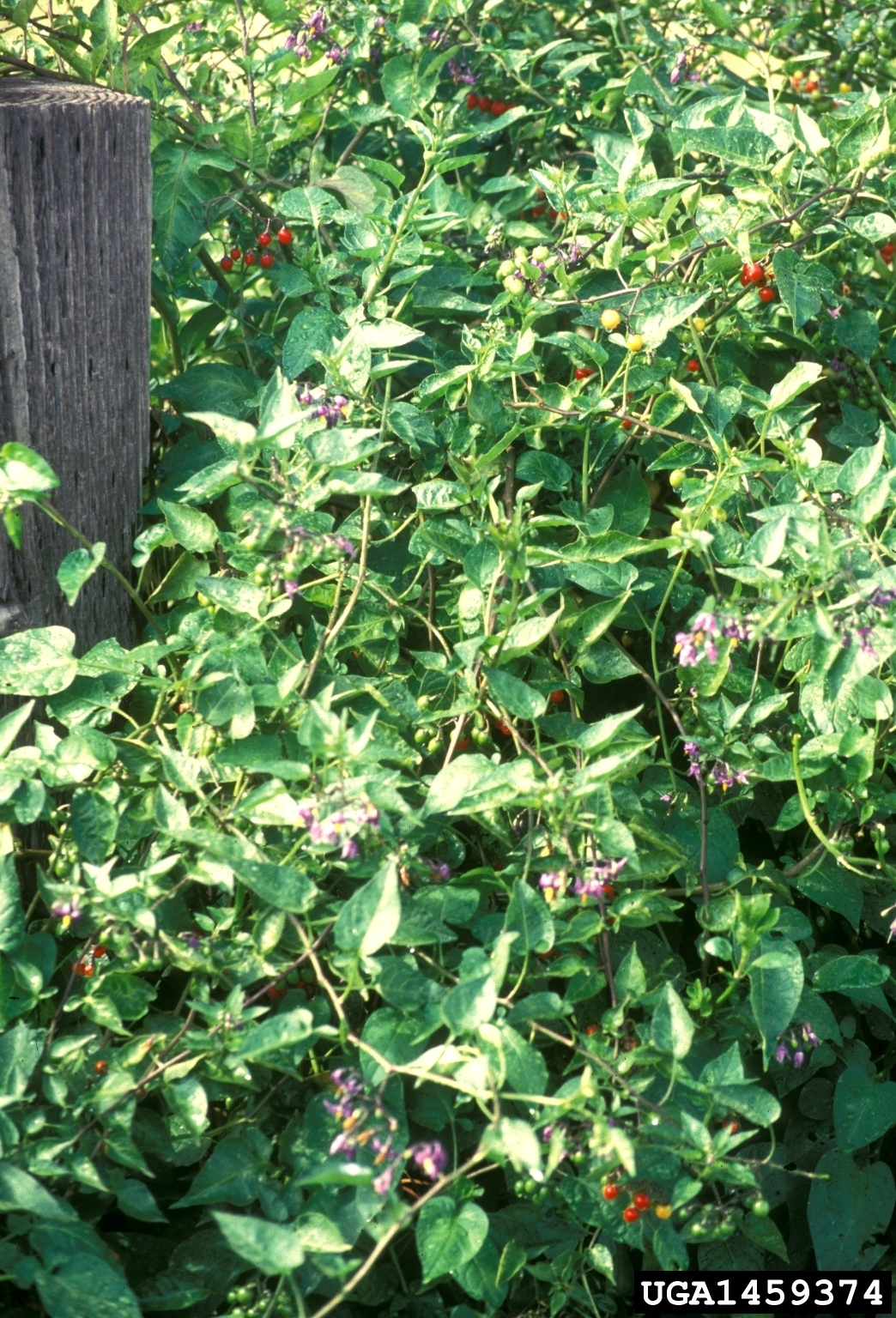 Bittersweet plant