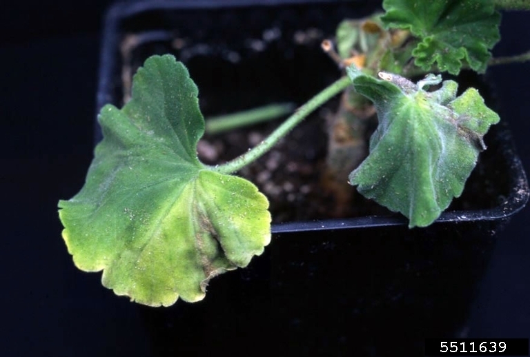 Geranium leaf with yellowing.