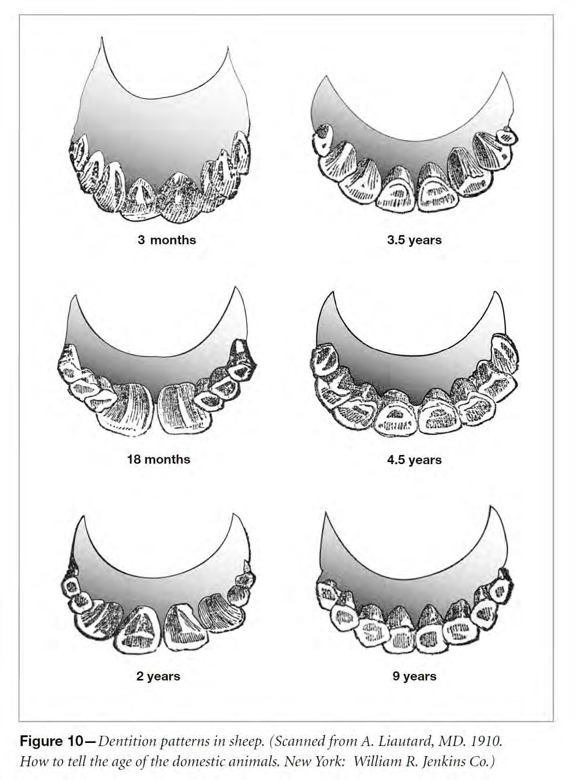 teeth of sheet early-maturing breeds teeth of sheet early-maturing breeds