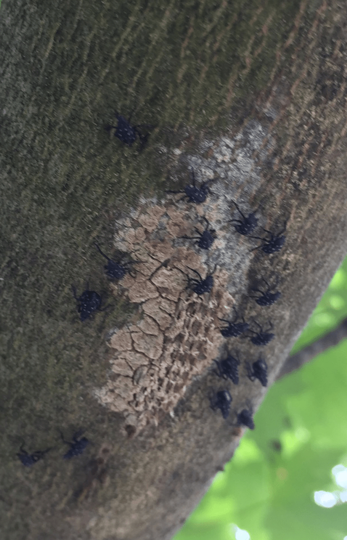 Spotted lanternfly nymphs emerging from egg mass