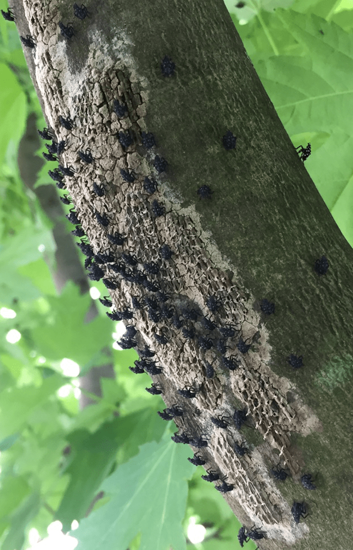 Spotted lanternfly nymphs on tree branch.