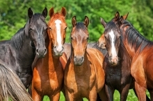 A group of horses standing in a field