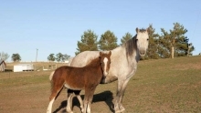 Horse and foal standing in a field