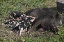 Pig and pigletts