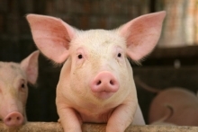 A single pig looking over fence