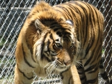 Tiger in Zoo