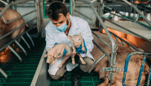 A veterinarian holding two pigletts