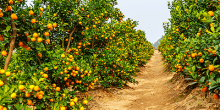 Citrus orange orchard