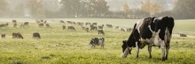 Many cows in a field on a farm