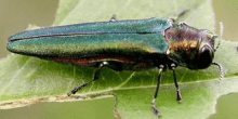 Emerald Ash Borer (EAB)