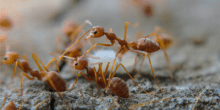 Close up of a fireant