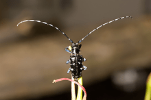 Asian Longhorned Beetle (ALB)