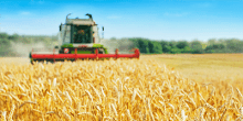 Tractor in a grain field