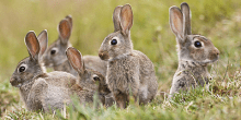 A group of rabbits in a field