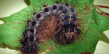 Spongy Moth on a leaf