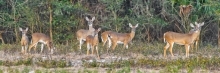 white-tailed deer in the woods