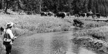 black and white image - man and cattle in field with creek