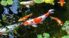 koi fish