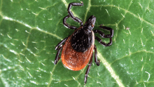 Adult deer tick, Ixodes scapularis