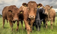 cattle in field