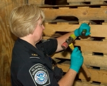 Customs and Border Protection officer inspects wood pallets.