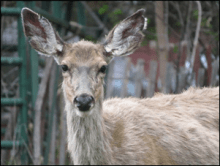 A photo of a deer