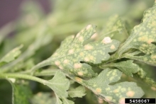 White and yellow spots on green chrysanthemum leaves.