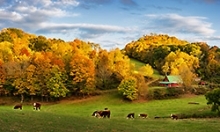 cows in pasture on a fasrm