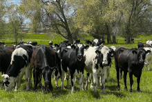 cows in field