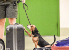 Black and brown beagle sitting next to a black suitcase with his paw resting on it