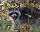 racoon