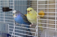 two small pet bird, one blue and one yellow, perched together on the entrance to a bird cage, facing camera