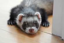 a black and white ferret lays on the ground and looks at the viewer.