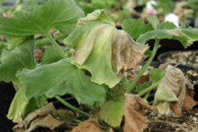 Geranium plant with wilted, yellowing leaves.