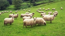 sheep flock