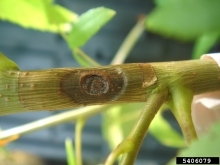 Canker produced approximately 5 weeks following introduction of Geosmithia (isolate 12-181) into Southern California walnut seedling. Sporulation of the fungus is occuring at the edges of the wound.