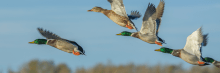 Ducks flying