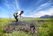 Wildlife Services employee trapping ducks on land 