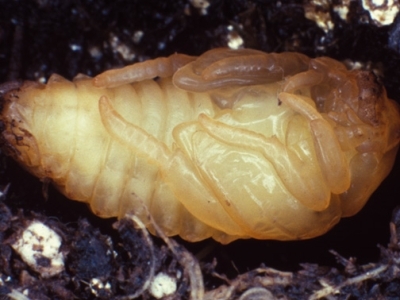 The pupa ranges from pale cream to metallic green and is 0.7-1.4 cm long. 