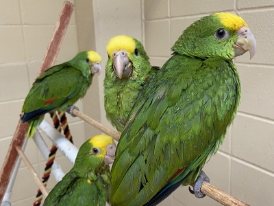 several parrots sitting on a perch in a housing enclosure