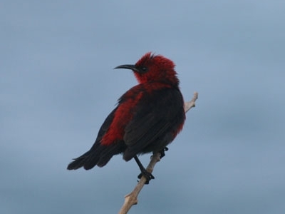 Cardinal honeyeater