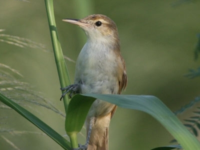 Caroline island reed warbler