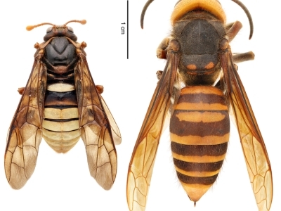 (left) Elm sawfly (Cimbex Americana) | (right) northern giant hornet (Vespa mandarinia)