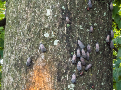 Cluster of spotted lanternfly adults and nymphs